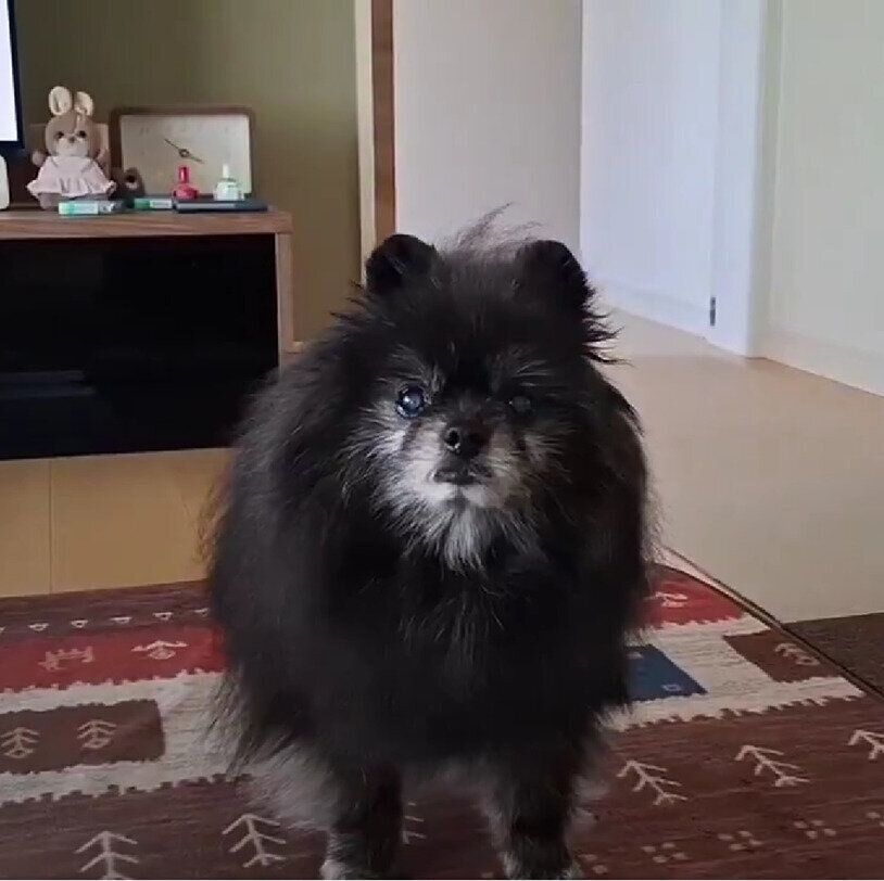 撮影する飼い主さんの方を見つめるどん吉くん