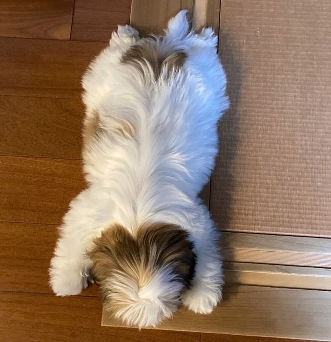 遊び疲れて眠るこまちちゃん