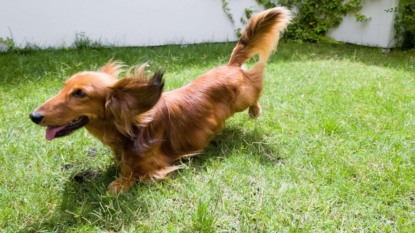 Pr フォトグラファー直伝 愛犬の可愛らしい表情や躍動感のある姿をスマホで簡単に撮影する方法 いぬのきもちweb Magazine Pr フォトグラファー直伝 愛犬の可愛らしい表情や躍動感のある姿をスマホで簡単に撮影する方法 いぬのきもちweb Magazine