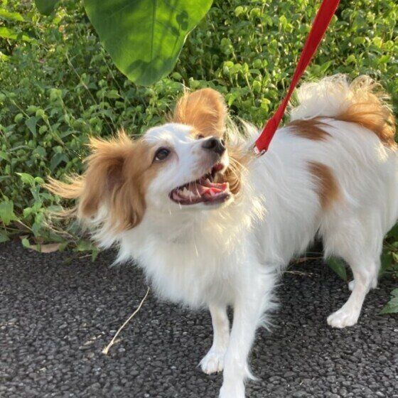 パピヨンのチロルくん♪