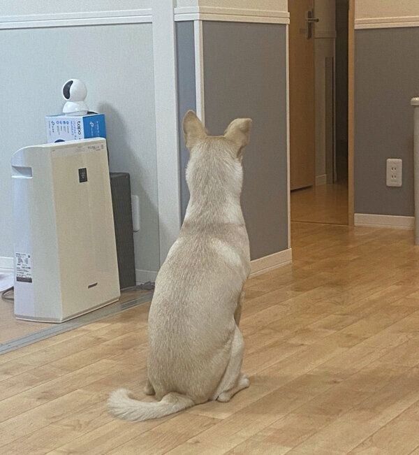 飼い主さんの帰宅を待つみらいくん