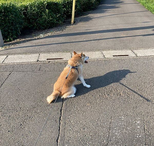 拒否柴中の福丸くん