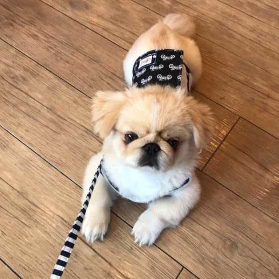 マナーベルトをつけたペキニーズ