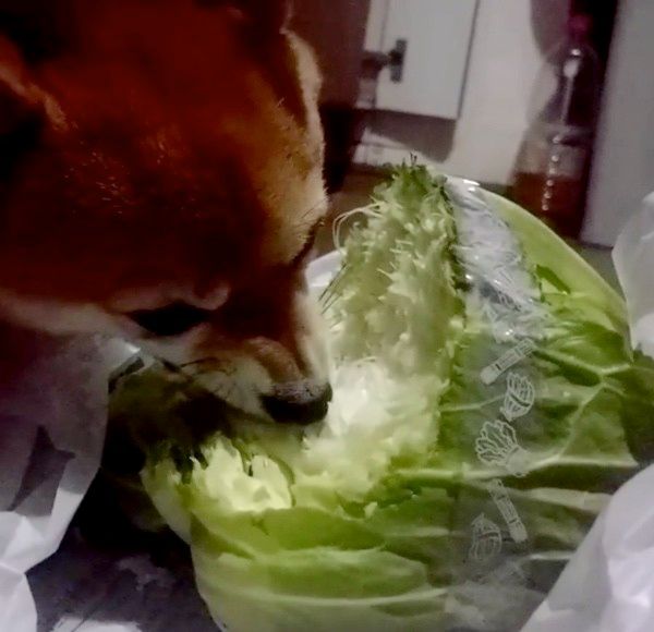 キャベツを食べる柴犬