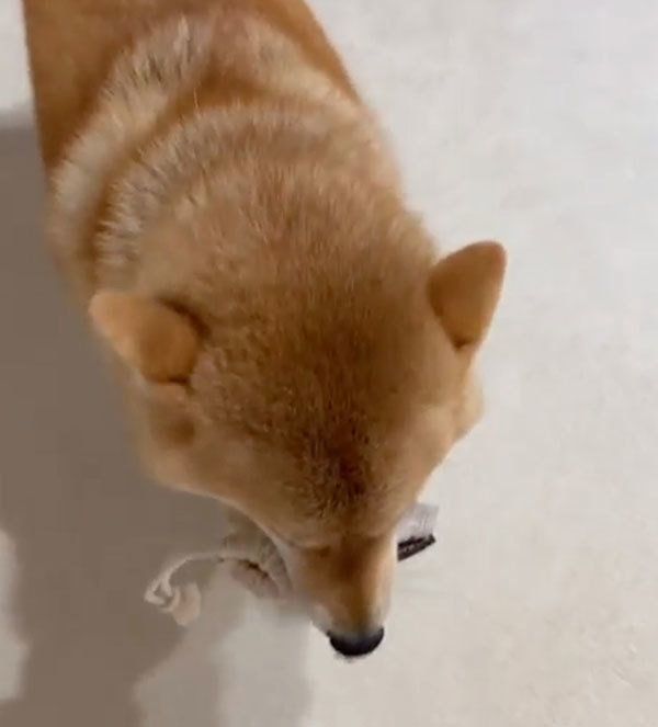 撫でてほしい柴犬