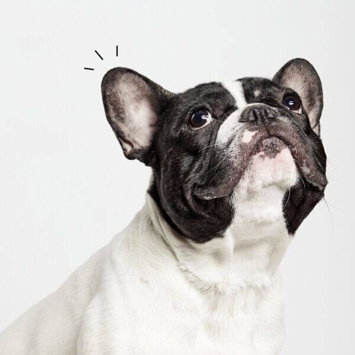 犬の目が臭い それって病気のサインかも いぬのきもちweb Magazine 犬の目が臭い それって病気のサインかも いぬのきもちweb Magazine