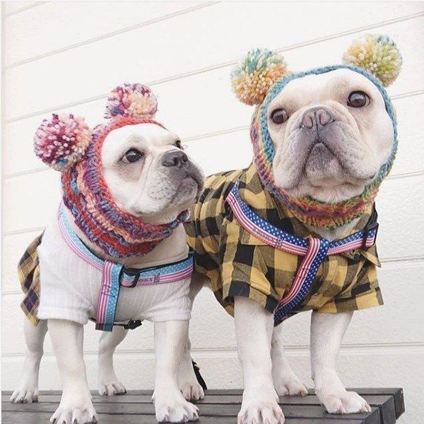 フレンチ・ブルドッグ