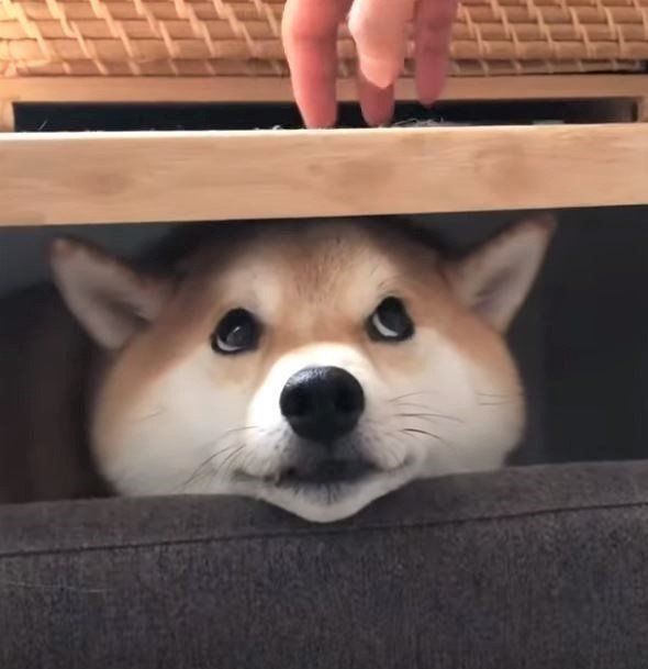 レッサーパンダみたいな柴犬