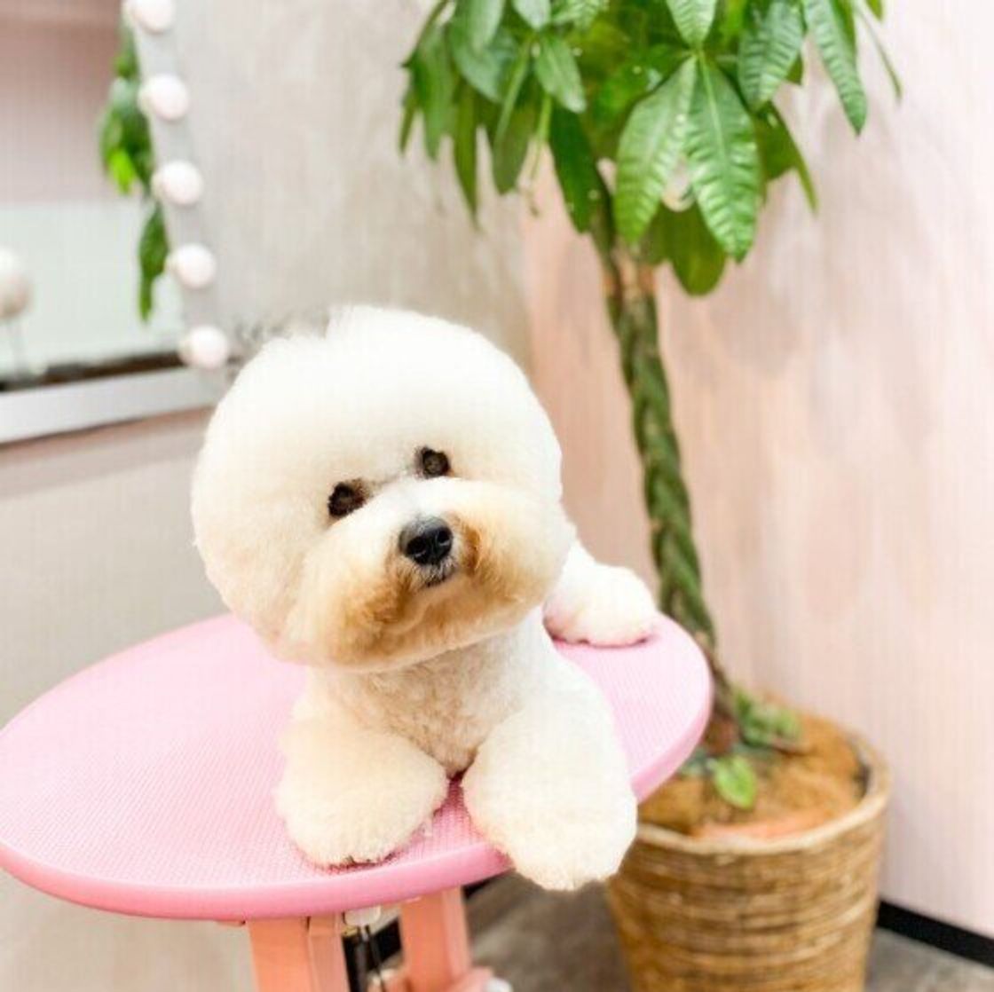 超モフモフな白い小型犬 ビション フリーゼ 魅力をご紹介 いぬのきもちweb Magazine 超モフモフな白い小型犬 ビション フリーゼ 魅力をご紹介 いぬのきもちweb Magazine