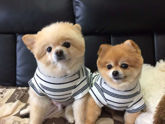 寄り添うポメラニアン