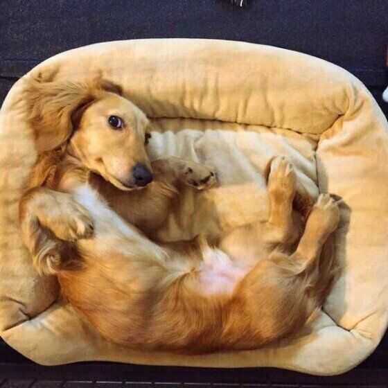 ミニチュア・ダックスフンドのエドマンドくん