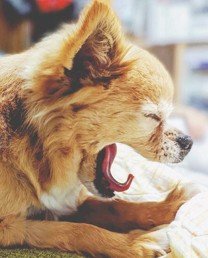 あくびするチワワのココアちゃん