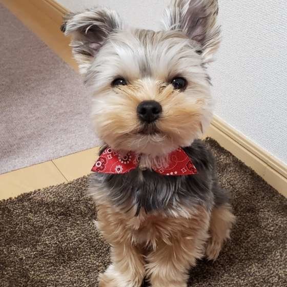 ヨークシャー・テリアのレオンくん