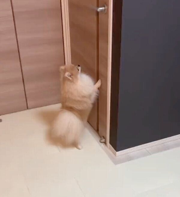 消防点検のお兄さんが帰ってしまい、ぐずるおもちくん