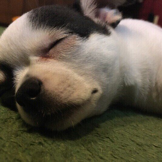 チワワのふくちゃん