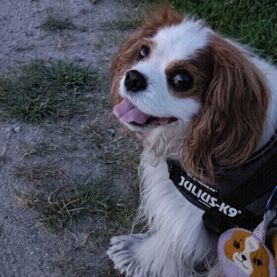 夕方、涼しくなって散歩するキャバリア・キング・チャールズ・スパニエル