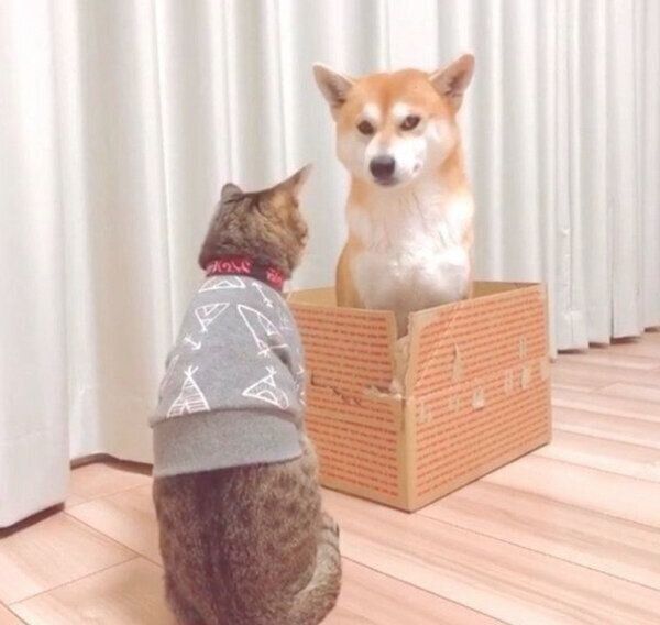 猫・Mugiくんのダンボールを奪った柴犬・Haluくん