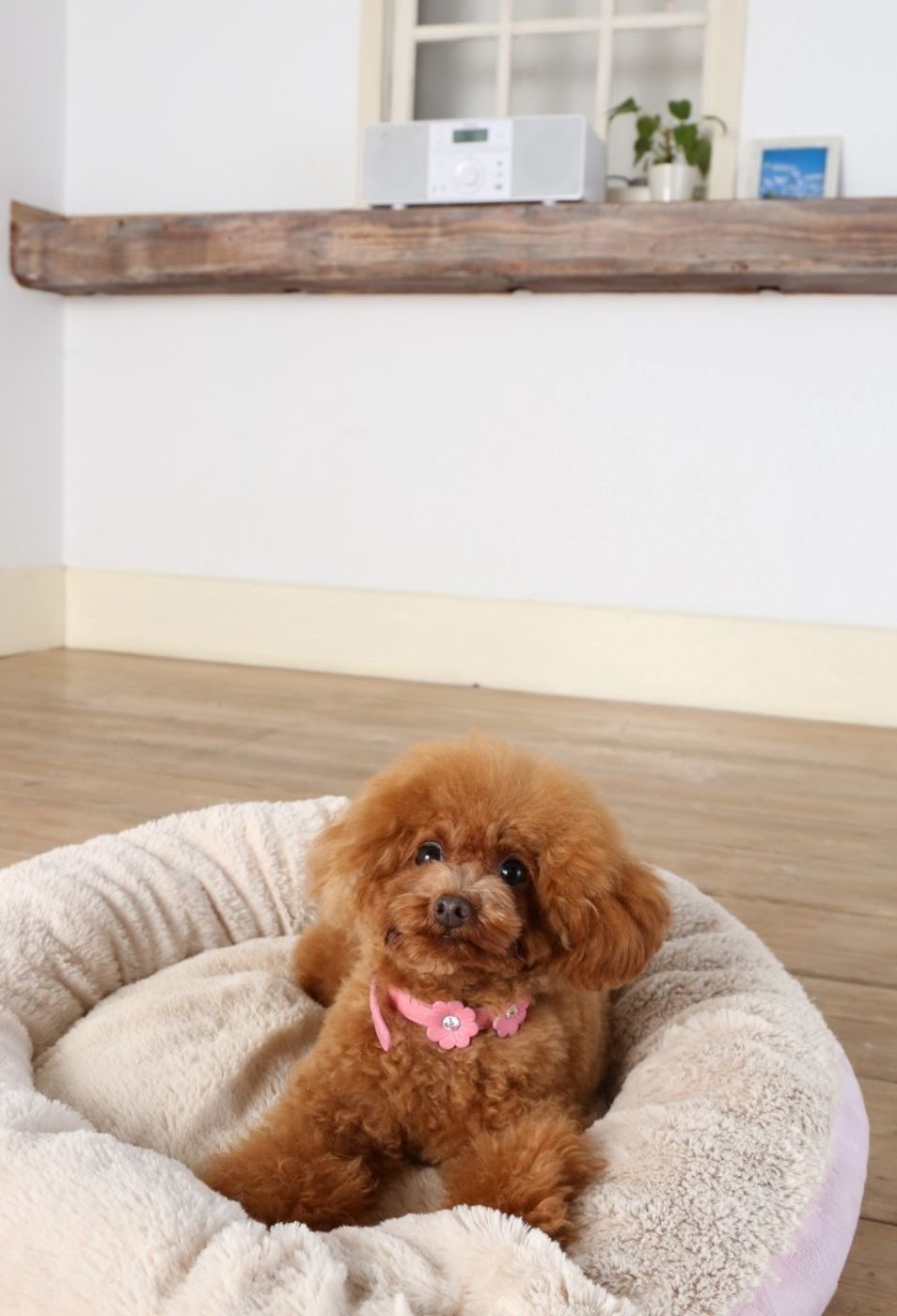 貼るだけ 置くだけ おうちの愛犬吠え防止アイデア5選 いぬのきもちweb Magazine 貼るだけ 置くだけ おうちの愛犬吠え防止アイデア5選 いぬのきもちweb Magazine