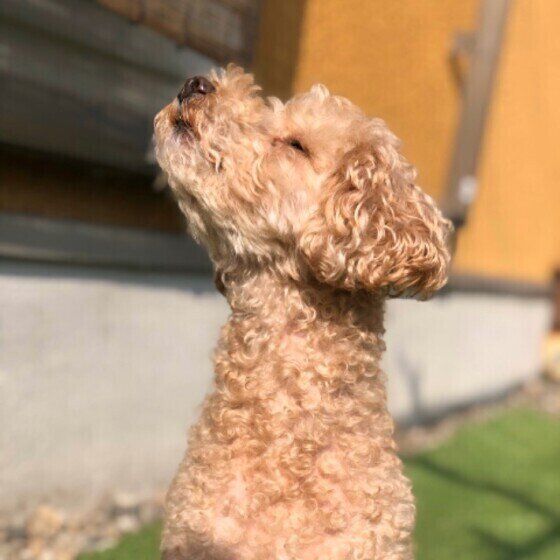 トイ・プードル　そら　嗅ぐ