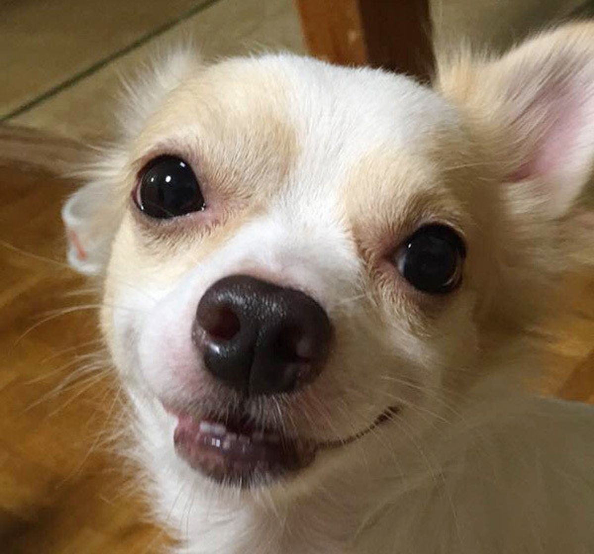 反則レベルにかわいいッ ほっこりする愛犬の おまぬけエピソード いぬのきもちweb Magazine 反則レベルにかわいいッ ほっこりする愛犬の おまぬけエピソード いぬのきもちweb Magazine