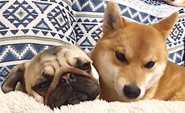 パグに急にデレデレしだす柴犬