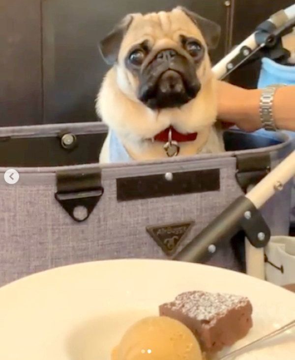 かわいく首を傾げるパグ