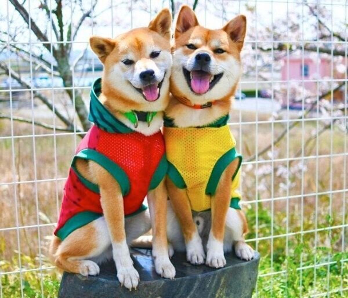 家族になった初日に先住犬の腕枕でぐっすり 柴犬子犬の 成長ビフォーアフター にグッとくる いぬのきもちweb Magazine 家族になった初日に先住犬の腕枕でぐっすり 柴犬子犬の 成長ビフォーアフター にグッとくる いぬのきもちweb Magazine