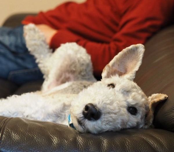 元保護犬・こっぺぱんちゃん