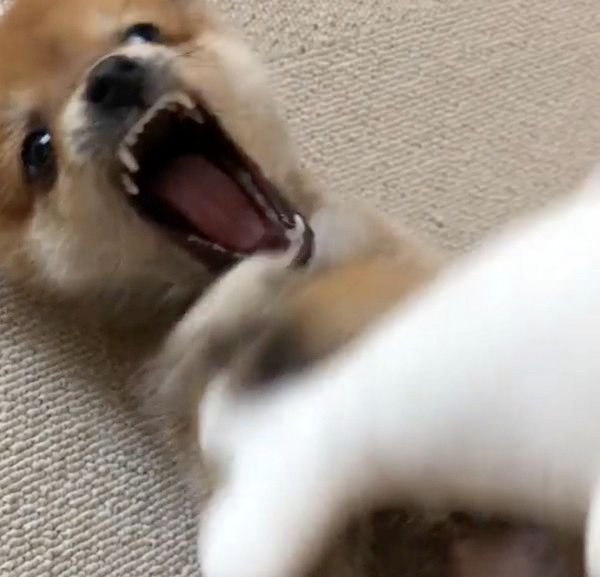 ごまちゃんが好きな豆柴