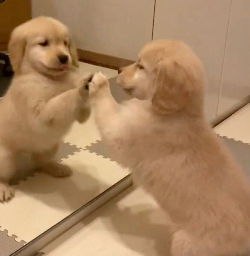 鏡に興味津々なうにちゃん。