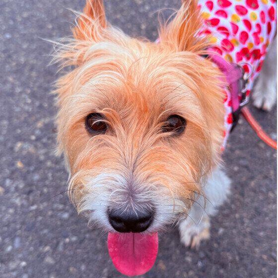 カメラ目線のジャック・ラッセル・テリア いぬのきもち