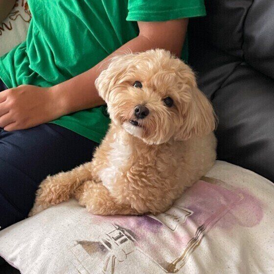 くつろいでいるもかちゃん