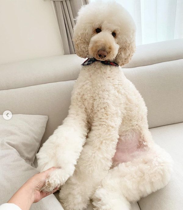 ソファでまったりするスタンダード・プードル