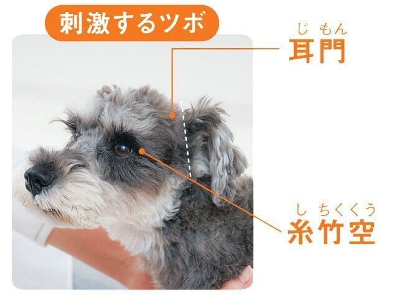 愛犬に癒しの時間を 寒暖差がある季節にオススメのツボマッサージ3選 いぬのきもちweb Magazine 愛犬に癒しの時間を 寒暖差がある季節にオススメのツボマッサージ3選 いぬのきもちweb Magazine
