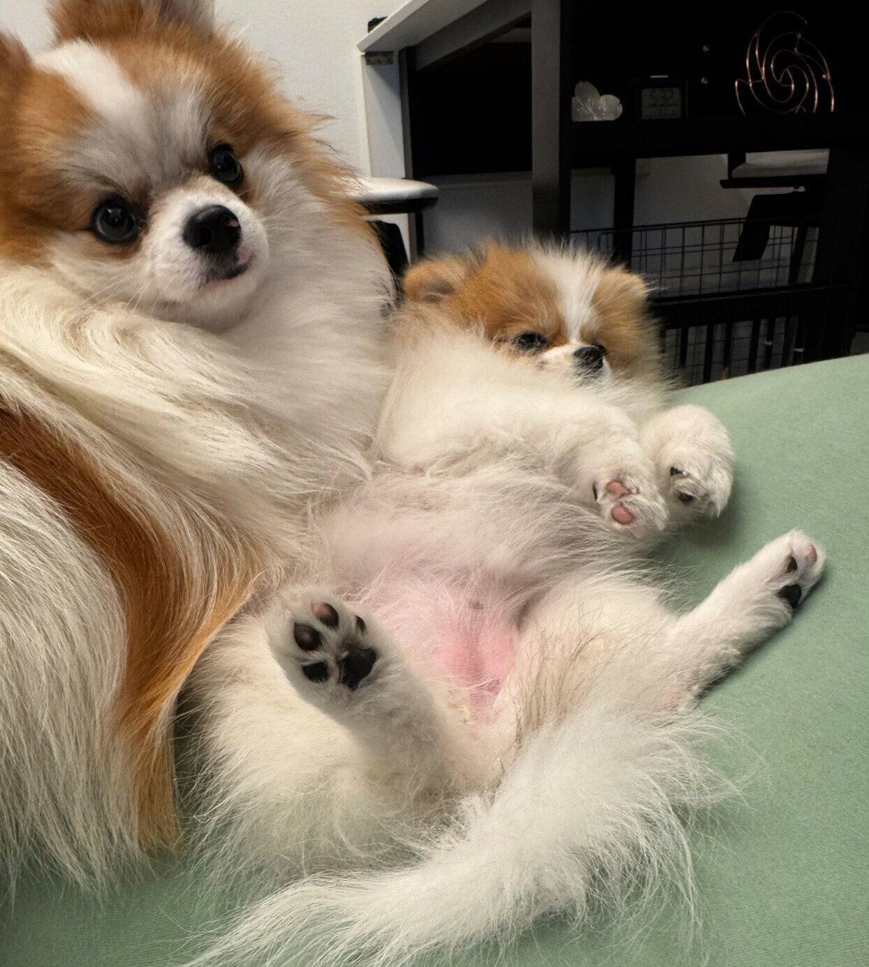 仲良くまったりするてつおくん、ダイヤちゃん