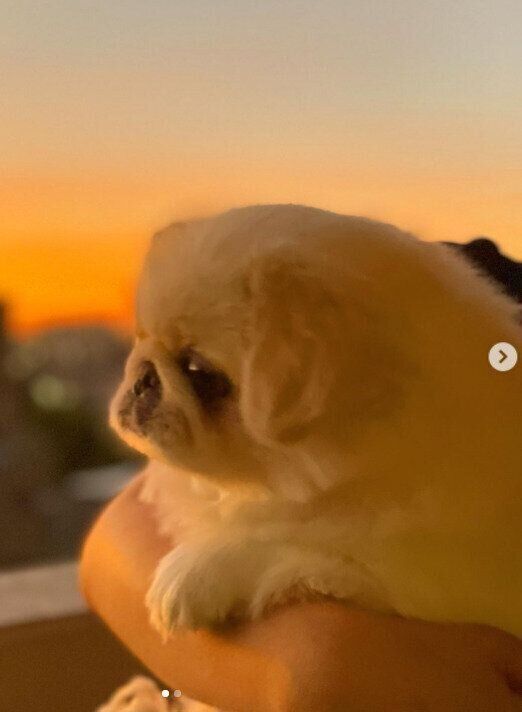 ペキニーズのおもちくん