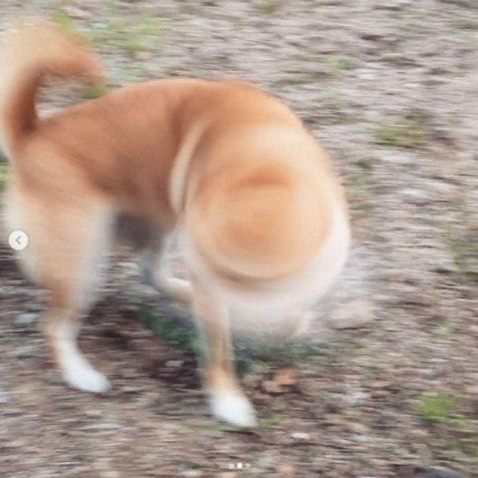 画像付き 柴ドリル って しぐさの理由を獣医師が解説 いぬのきもちweb Magazine 画像付き 柴ドリル って しぐさの理由を獣医師が解説 いぬのきもちweb Magazine