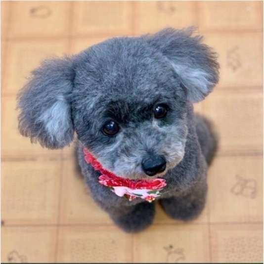 8才、トイ・プードルのPleia