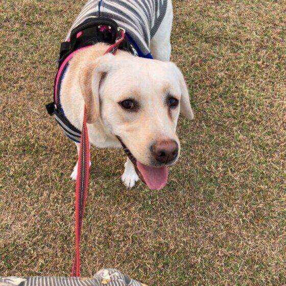 お散歩するラブラドール・レトリーバー