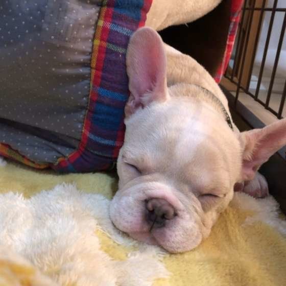 眠るフレンチ・ブルドッグ