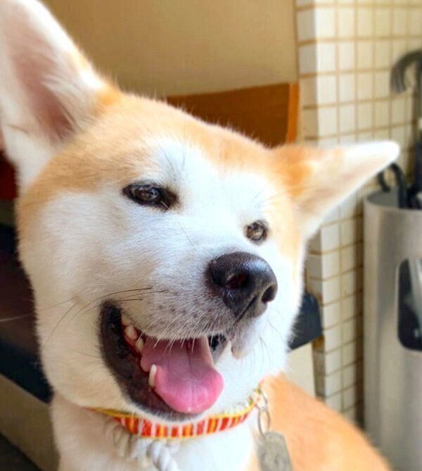 笑顔のジロウちゃん