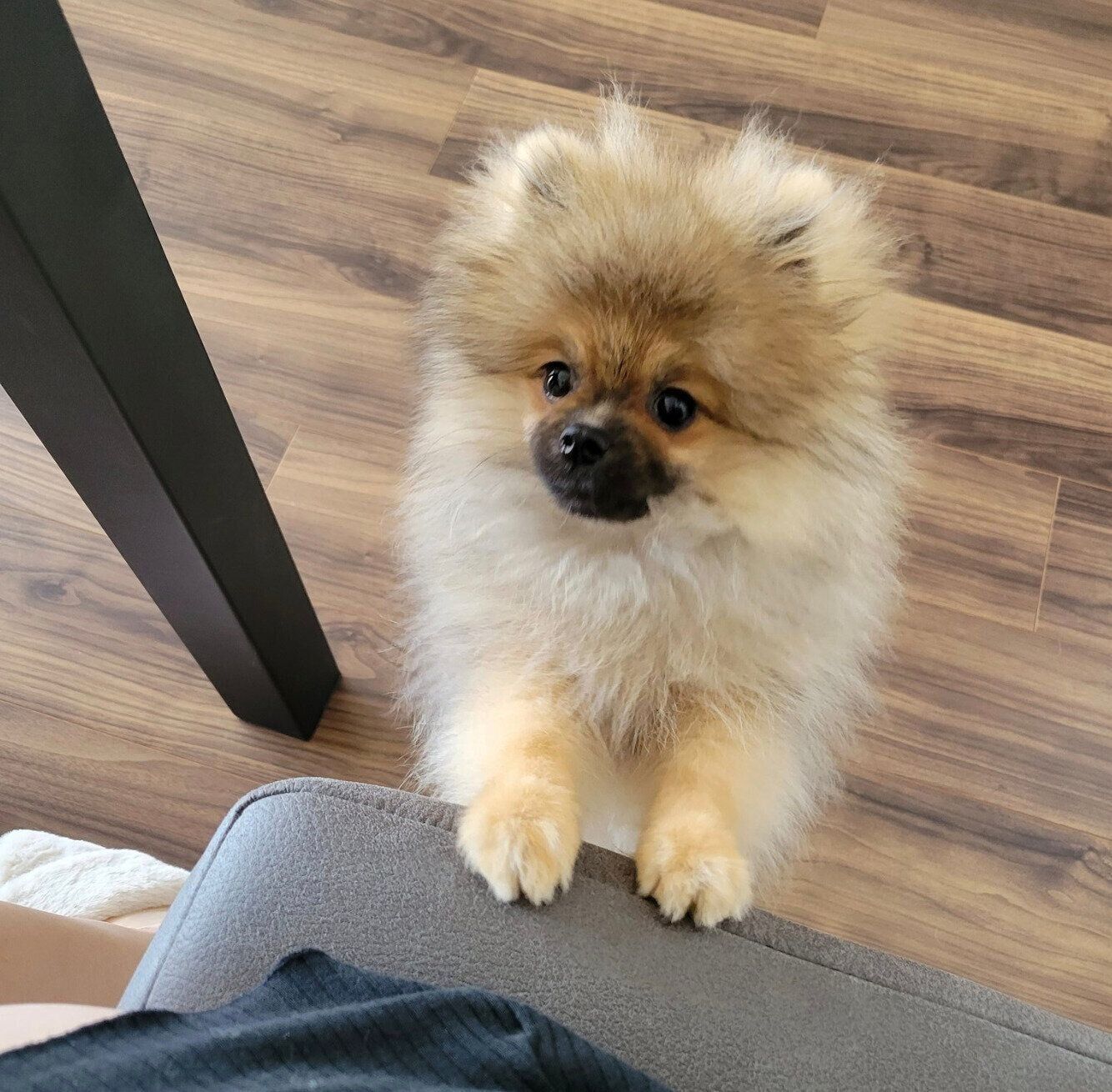 飼い主さんを見つめるポメリーくん