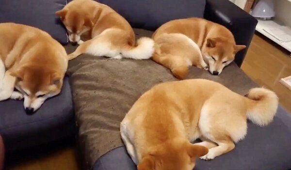 まったりくつろぐ柴犬一家