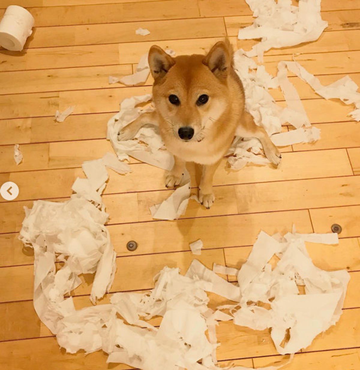 やっちゃいましたワン ワンコがド派手なイタズラ 反省顔 笑 いぬのきもちweb Magazine やっちゃいましたワン ワンコがド派手なイタズラ 反省顔 笑 いぬのきもちweb Magazine