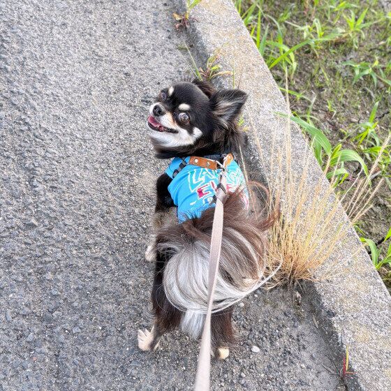 早朝に散歩するチワワ