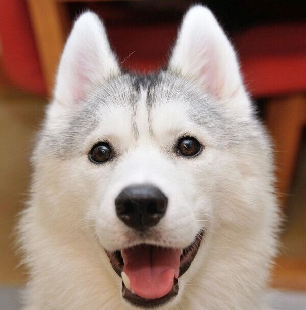 ハスキー子犬を家族に迎えてもうすぐ1年 頼もしい姉犬や犬友達に見守られ 健やかに成長した姿にグッとくる いぬのきもちweb Magazine