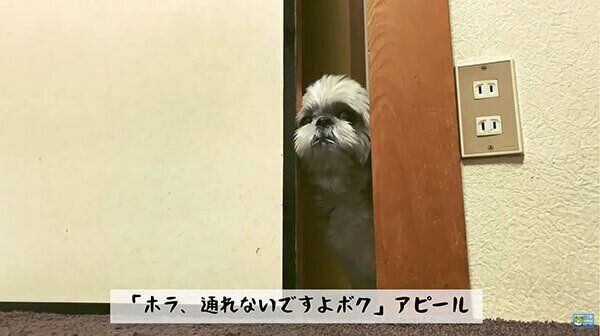 通れないアピールをするてんぽくん