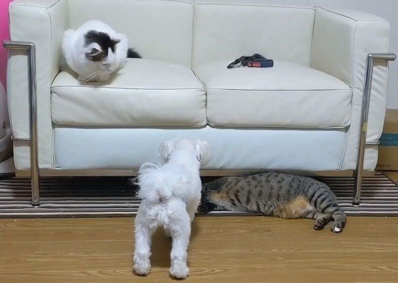 犬と猫
