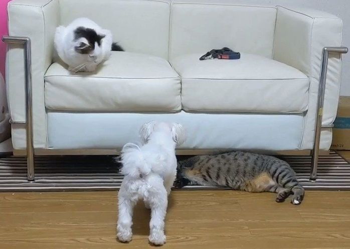 犬と猫