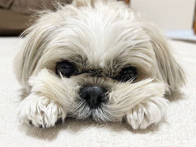 シーズー犬マンガてんぽshihtzu